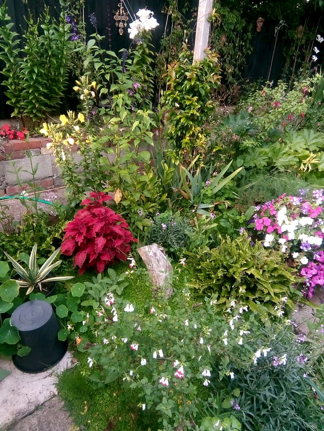 Packed mixed flower border with red coleus, ferns and a small rockery in a Surrey garden