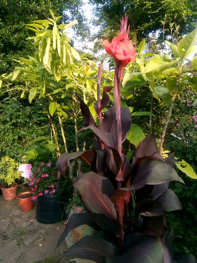 Tall canna lily with a red flower and dark foliage above potted plants on a patio in a Surrey garden